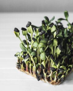 Homegrown microgreens