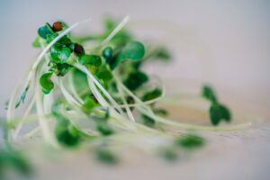 sprouting